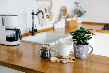 Fototapeta na wymiar Coffee tree plant, mugs and jar with coffee beans on wooden table, view on white kitchen in scandinavian style, drip coffee maker on background