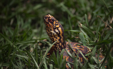 Turtle's head appearing from the grass