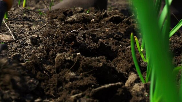 A woman using a hand rake processes the beds with garlic and onions growing on them. Caring for plants in the garden. Close-up.