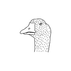 vector illustration of a duck's head