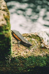 Pura Taman Pecampuhan Sala or the temple of Pacampuhan sala di bangli in Ubud, Bali, Indonesia