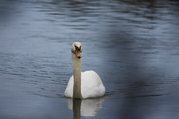 Schwan