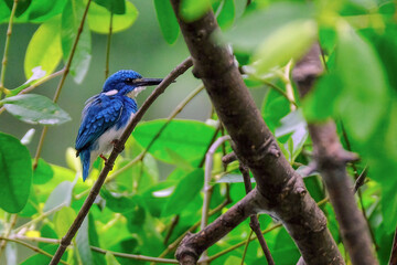 blue bird on a branch