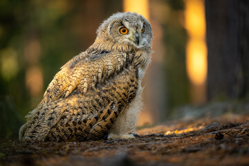 Young Siberian eagle owl (Bubo bubo sibiricus) in a pine forest at sunrise.