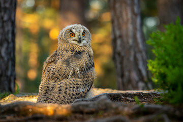 Young Siberian eagle owl (Bubo bubo sibiricus) in a pine forest at sunrise.