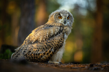 Young Siberian eagle owl (Bubo bubo sibiricus) in a pine forest at sunrise.