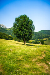 Fototapeta na wymiar Tree in a field in Picos de Europa, Asturias, Spain