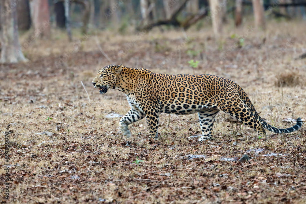 Wall mural The Indian leopard (Panthera pardus fusca), a large male in a tropical deciduous forest. A large leopard in a typical dry jungle environment.