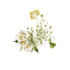 Watercolor floral seamless bouquet. Hand painted set of green leaves, wildflowers, field flowers, chamomile, daisy isolated on white background. Iillustration for design, print, background