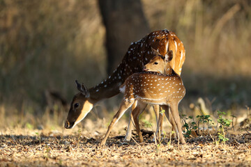 The chital or cheetal (Axis axis), also known as the spotted deer, chital or axis deer. A young fawn with its tongue out with its mother in a dry forest.