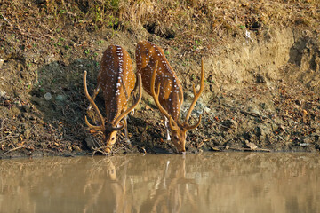 The chital or cheetal (Axis axis), also known as the spotted deer, chital or axis deer. Two adult males with still hairy antlers at a watering hole in a dry forest. Drinking big deer.