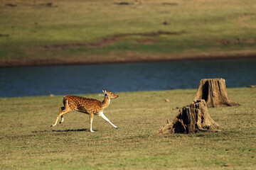 The chital or cheetal (Axis axis), also known as the spotted deer, chital or axis deer. A deer running on a green meadow with a lake in the background.