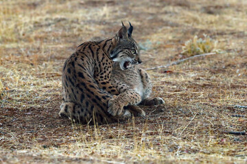 The Iberian lynx (Lynx pardinus), kittens playing. Young lynxes play on the yellow autumn grass.