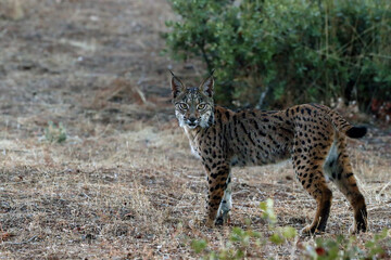 The Iberian lynx (Lynx pardinus), a young lynx looks into the lens. Young lynx in the autumn landscape.