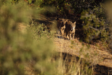 The Iberian lynx (Lynx pardinus), mother and young lynx in a typical Spanish landscape. Autumn in Spain with lynx.