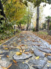 Autumn rainy day sidewalk. Park - 591390170