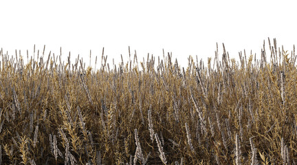 Dry grass field