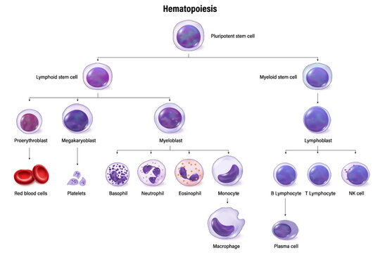 Hematopoiesis. All blood cells and plasma develop from hematopoietic stem cell. Erythrocytes, leukocytes and thrombocytes. Education chat. Blood cell types. Poster for science use.
