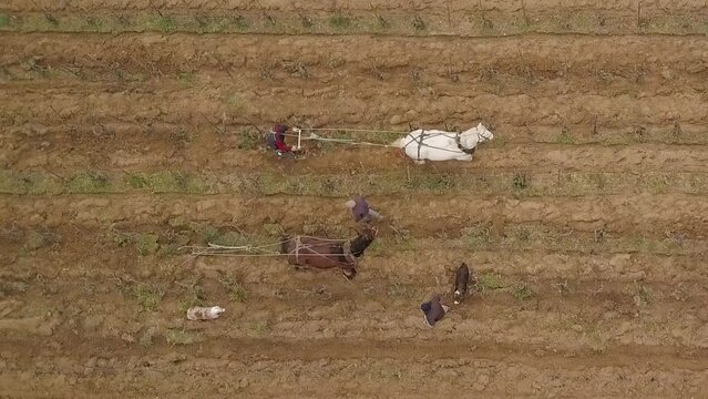 Aerial view, Labour Vineyard with a draft horse, at French Vineyard