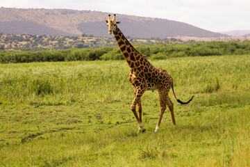 Wild Life By Alok Sheth