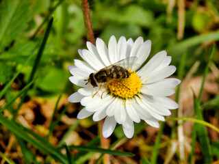 Obraz premium Close up of a Hoverfly (Eupeodes luniger) feeding on the pollen of a daisy 