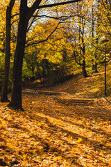 Obraz premium Colorful falling autumn leaves. View through the autumn foliage in park forest. Golden tree leaves. Beautiful tree with yellow leaves in autumn forest. Path littered with autumn leaves. Nature fall