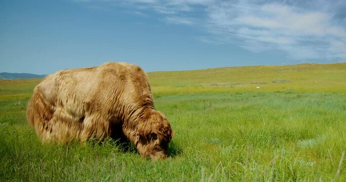 The long hair muskox on the summer lush meadow, happily munching on the juicy green grass beneath his hooves. He moves around the field, enjoying the warm sun and fresh air, as he feeds on vegetation