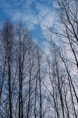 a row of tall birch trees without leaves against the blue sky on a spring day