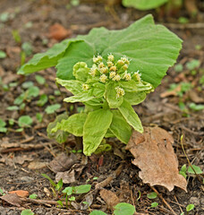 Spring. Petasites japonicus, also known as butterbur, giant butterbur, great butterbur, herbaceous perennial plant in family Asteraceae