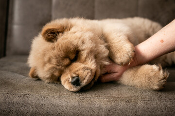 The puppy chow chow is lying on the couch, the hand of a man is stroking. Purebred dog of the...