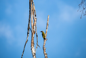 green woodpecker on top of dry tree against blue sky