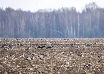 ducks and geese flew to the plowed fields in the spring after winter