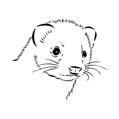 Drawing of ferret, vector illustration isolated on white. mink animal, vector sketch illustration