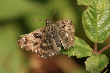 Obraz premium Closeup on a fresh emerged brown Mallow skipper butterfly, Carcharodus alceae sitting with spread wings