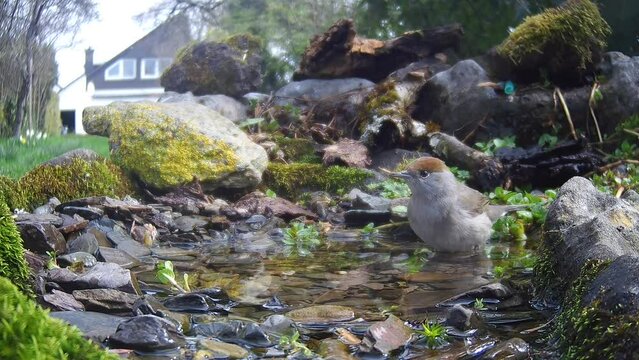 M&ouml;nchsgrasm&uuml;cke (Sylvia atricapilla) 