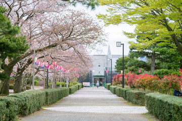 石川県小松市の芦城公園に桜が散る季節に散歩する風景 Scenery of a walk in Ashijo Park in Komatsu City, Ishikawa Prefecture, during the season of falling cherry blossoms.