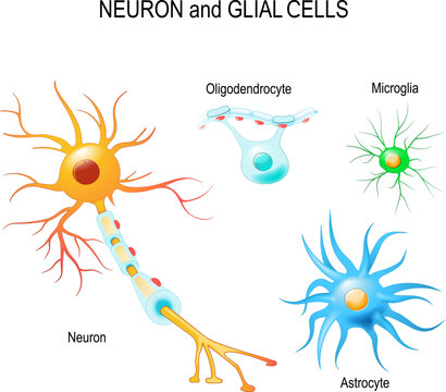 Cells of human's brain. Neuron and glial cells (Microglia, astrocyte and oligodendrocyte).