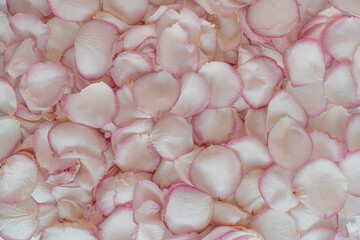 Floral composition with pink rose flower petals pattern. Flatlay, top view