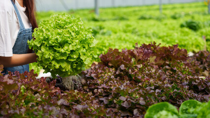 Hydroponics farm, Happy farmer owner harvested Organic vegetables.