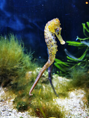 sea horse fish