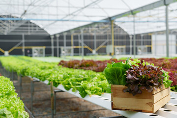 Fototapeta na wymiar Organic vegetables salad growing garden hydroponic farm Freshly harvested lettuce organic for health food Earths day concept..