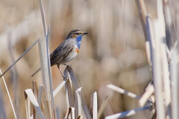 Bluethroat in the reed on the west coast, Sweden - 591403564