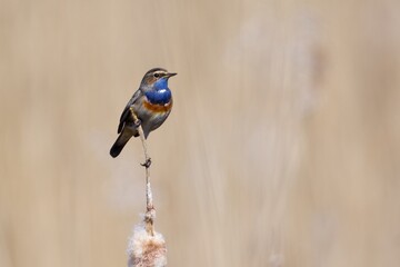 Bluethroat in the reed on the west coast, Sweden - 591403583