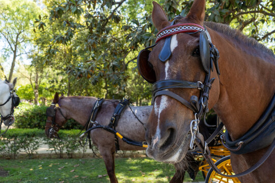 caballos