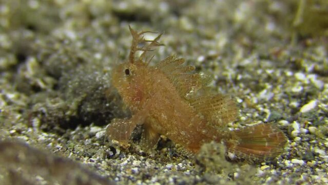 juvenile Ambon scorpionfish on sandy bottom in indo-pacific. Making small movements, red color, view slightly from behind