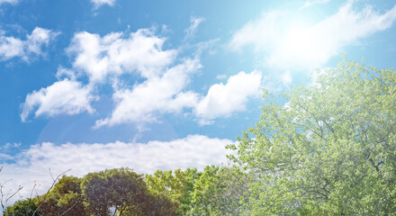 Obraz premium 春、新緑の森の木々の上の晴天の青空 旅行・観光・祝日・アウトドア・子供の日のイメージ