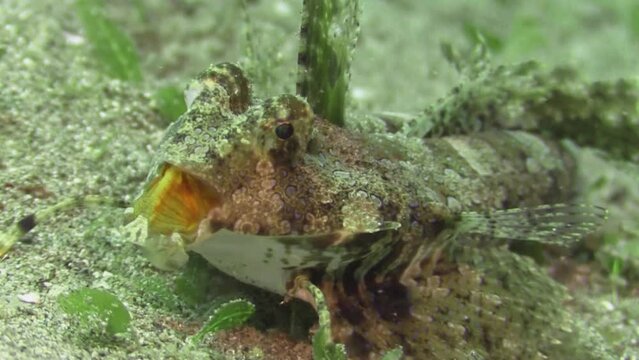 Orange and black dragonet opens and closes mouth, then starts to crawl forward. Medium to close-up shot of head