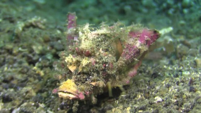 Spiny devilfish walks towards camera, opens mouth and spreads pectoral fins, close-up shot
