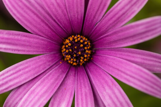 Purple Osteospermum flower ("Passion Mix") in Bloom
