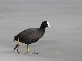 coot